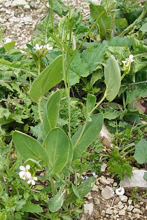 Conringia orientalis \ Orientalischer Ackerkohl, Weier Ackerkohl / Hare's Ear Mustard, D Friedewald 31.5.2014