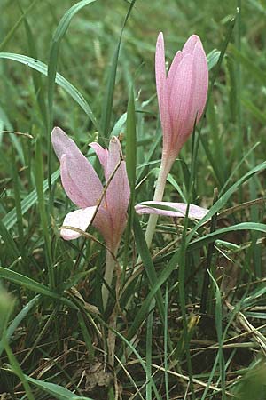 Colchicum autumnale \ Herbst-Zeitlose, D Mannheim 8.10.1983