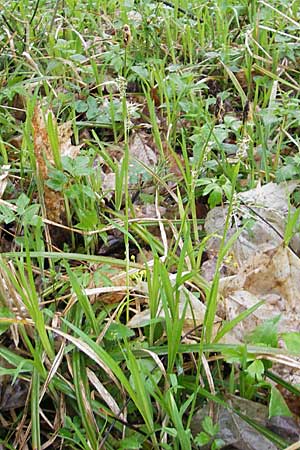 Carex pilosa \ Wimper-Segge / Hairy Greenweed, D Günzburg 18.4.2009