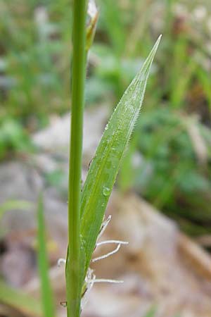 Carex pilosa \ Wimper-Segge / Hairy Greenweed, D Günzburg 18.4.2009