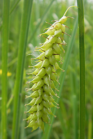 Carex vesicaria / Blister Sedge, D Lampertheim 16.5.2009