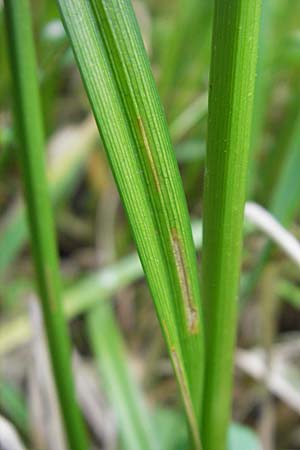 Carex vesicaria \ Blasen-Segge / Blister Sedge, D Lampertheim 16.5.2009