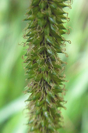 Carex pendula s.str. \ Westliche Hnge-Segge / Western Pendulous Sedge, Western Hanging Sedge, D Hemsbach 18.5.2009