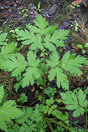 Chaerophyllum hirsutum \ Berg-Klberkropf / Hairy Chervil, D Kempten 22.5.2009