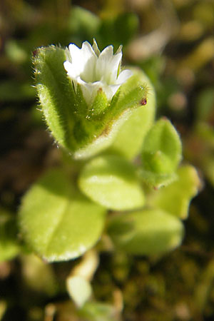 Cerastium pumilum \ Dunkles Hornkraut / Dark Mouse-Ear, D Bad Kreuznach 16.4.2010