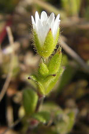 Cerastium pumilum \ Dunkles Hornkraut / Dark Mouse-Ear, D Bad Kreuznach 16.4.2010