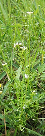 Cardamine parviflora \ Kleinbltiges Schaumkraut / Small-Flowered Bitter-Cress, D Lampertheim 10.5.2010