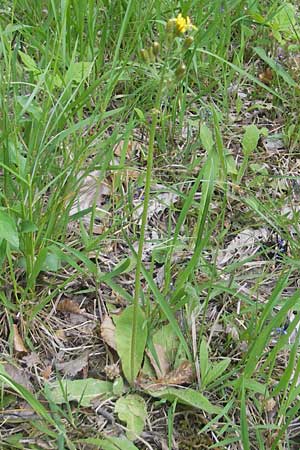 Crepis praemorsa \ Abbiss-Pippau, Trauben-Pippau / Leafless Hawk's-Beard, D Keltern 7.5.2011