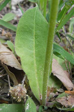 Crepis praemorsa \ Abbiss-Pippau, Trauben-Pippau / Leafless Hawk's-Beard, D Keltern 7.5.2011