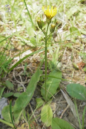 Crepis praemorsa \ Abbiss-Pippau, Trauben-Pippau, D Keltern 7.5.2011