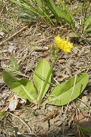 Crepis praemorsa \ Abbiss-Pippau, Trauben-Pippau / Leafless Hawk's-Beard, D Keltern 7.5.2011