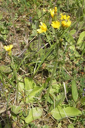 Crepis praemorsa \ Abbiss-Pippau, Trauben-Pippau, D Keltern 7.5.2011