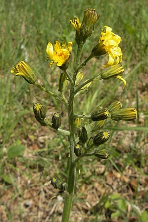 Crepis praemorsa \ Abbiss-Pippau, Trauben-Pippau, D Keltern 7.5.2011