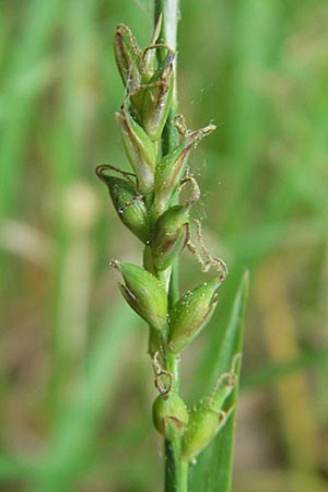 Carex pilosa \ Wimper-Segge / Hairy Greenweed, D Graben-Neudorf 10.5.2011