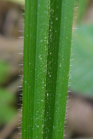 Carex pilosa \ Wimper-Segge / Hairy Greenweed, D Graben-Neudorf 10.5.2011