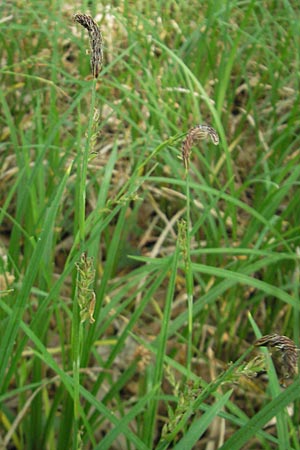 Carex pilosa \ Wimper-Segge / Hairy Greenweed, D Graben-Neudorf 10.5.2011