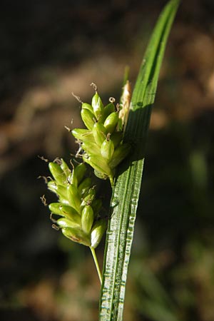 Carex pallescens \ Bleiche Segge / Pale Sedge, D Odenwald, Neckargemünd-Mückenloch 26.5.2011