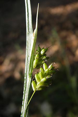 Carex pallescens \ Bleiche Segge, D Odenwald, Neckargemünd-Mückenloch 26.5.2011
