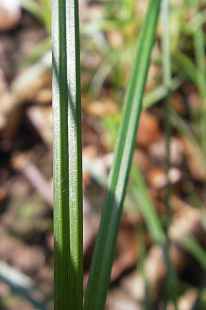 Carex pallescens \ Bleiche Segge / Pale Sedge, D Odenwald, Neckargemünd-Mückenloch 26.5.2011