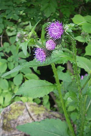 Carduus personata \ Kletten-Distel / Great Marsh Thistle, D Wutach - Schlucht / Gorge 12.6.2011