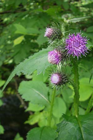 Carduus personata / Great Marsh Thistle, D Wutach - Gorge 12.6.2011