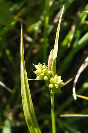 Carex pallescens \ Bleiche Segge, D Immenstadt 21.6.2011