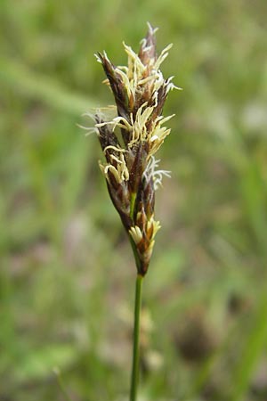 Carex praecox \ Frhe Segge / Vernal Sedge, D Schwetzingen 14.4.2012