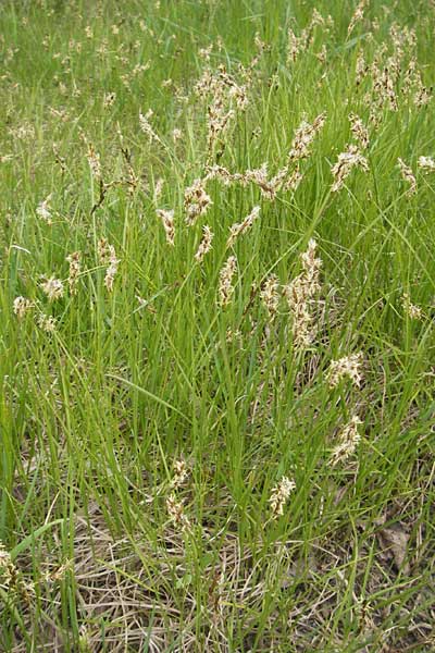 Carex praecox \ Frhe Segge / Vernal Sedge, D Schwetzingen 14.4.2012