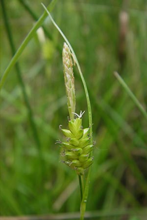 Carex pallescens \ Bleiche Segge, D Bammental 8.5.2012