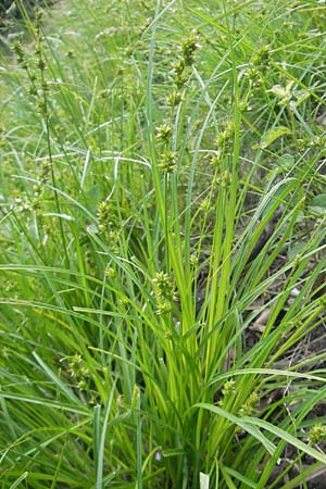 Carex pairae ? \ Pairas Segge, Schmalblttrige Stachel-Segge / Paira's Sedge, D Weinheim an der Bergstraße 11.5.2012