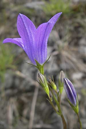 Campanula patula \ Wiesen-Glockenblume / Spreading Bellflower, D Franken/Franconia Weismain 18.5.2012