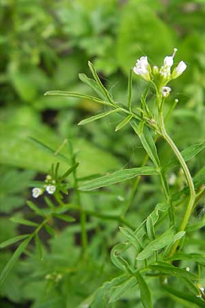 Cardamine parviflora \ Kleinbltiges Schaumkraut / Small-Flowered Bitter-Cress, D Lampertheim 21.5.2012