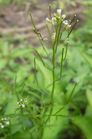 Cardamine parviflora \ Kleinbltiges Schaumkraut / Small-Flowered Bitter-Cress, D Lampertheim 21.5.2012