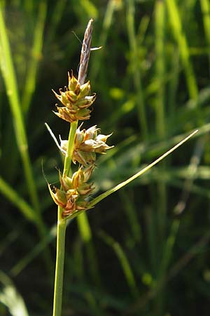 Carex pilulifera \ Pillen-Segge / Pill Sedge, D Pfalz, Speyer 25.5.2012