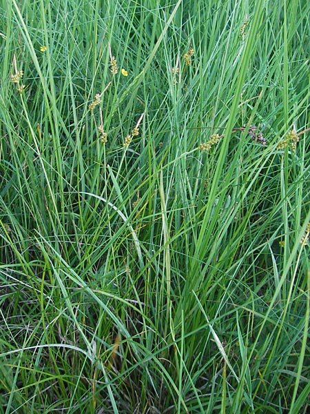Carex pilulifera \ Pillen-Segge / Pill Sedge, D Pfalz, Speyer 25.5.2012