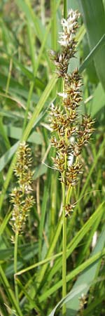 Carex paniculata \ Rispen-Segge, D Kipfenberg 7.6.2012