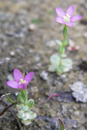 Centaurium pulchellum \ Kleines Tausendgldenkraut / Branched Centaury, D Philippsburg 25.8.2012