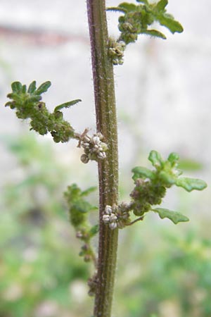 Dysphania pumilio \ Australischer Drsengnsefu / Clammy Goosefoot, D Mannheim 6.9.2012