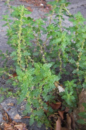 Dysphania pumilio \ Australischer Drsengnsefu / Clammy Goosefoot, D Mannheim 6.9.2012