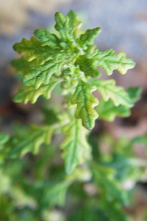 Dysphania pumilio \ Australischer Drsengnsefu / Clammy Goosefoot, D Mannheim 6.9.2012