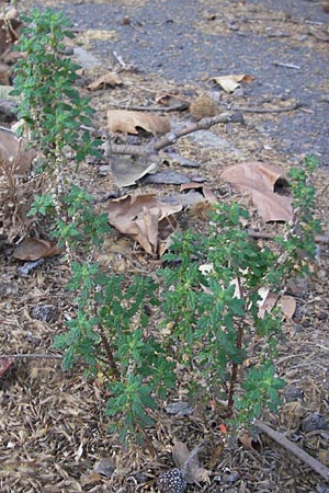 Dysphania pumilio \ Australischer Drsengnsefu / Clammy Goosefoot, D Mannheim 6.9.2012