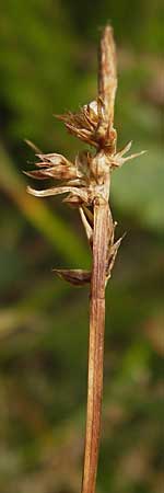 Carex pilulifera \ Pillen-Segge / Pill Sedge, D Heidelberg 24.7.2013