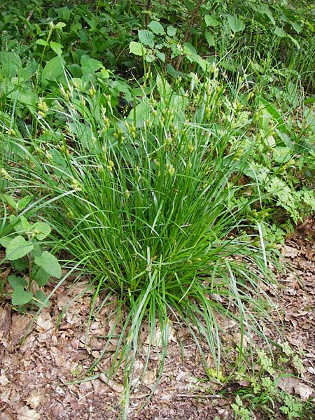 Carex pallescens \ Bleiche Segge, D Pfalz, Speyer 6.5.2014