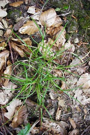 Carex pilulifera \ Pillen-Segge / Pill Sedge, D Odenwald, Fischbachtal-Steinau 25.6.2014