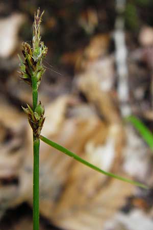 Carex pilulifera \ Pillen-Segge / Pill Sedge, D Odenwald, Fischbachtal-Steinau 25.6.2014