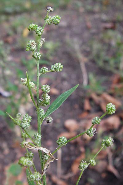 Chenopodium album subsp. pedunculare \ Stielbltiger Gnsefu / Seaport Goosefoot, D Mannheim 2.10.2014