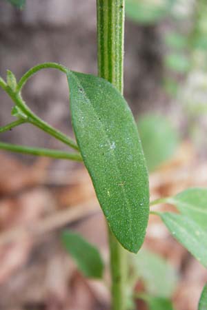 Chenopodium album subsp. pedunculare \ Stielbltiger Gnsefu, D Mannheim 2.10.2014