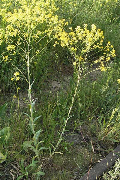 Isatis tinctoria / Woad, D Mannheim 12.5.2006