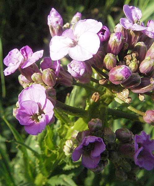 Hesperis matronalis \ Gewhnliche Nachtviole, D Mannheim 17.5.2006