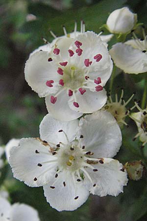 Crataegus x macrocarpa \ Grofrchtiger Weidorn / Hybrid Hawthorn, D Donnersberg 6.5.2007